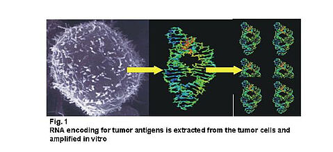 RNA codierte Tumorantigene