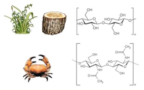 biogene Hybridpolymere aus Cellulose und Chitin