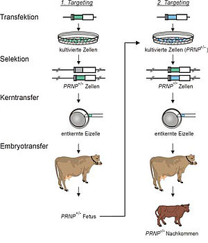 FORPRION - Generierung von PrPC defizienten Rindern