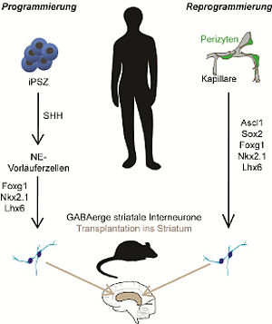 Programmierung und Reprogrammierung striataler Interneurone