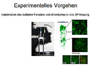 Experimentelles Vorgehen Adulte Neurogenese