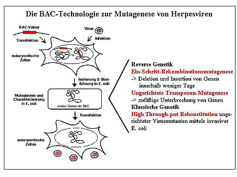 Die BAC-Technologie zur Mutagenese von Herpesviren