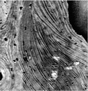 für Tissue Engineering geometrieoptimierte Custom-Implantate